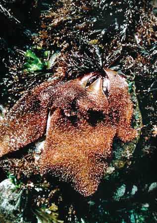 A carrageenan-producing seaweed