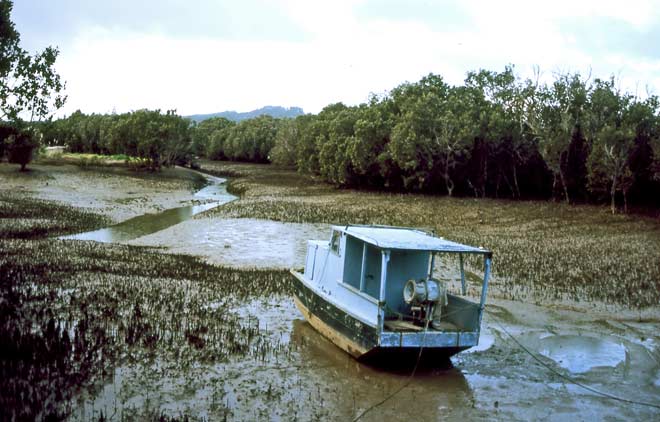 Mangrove forest 