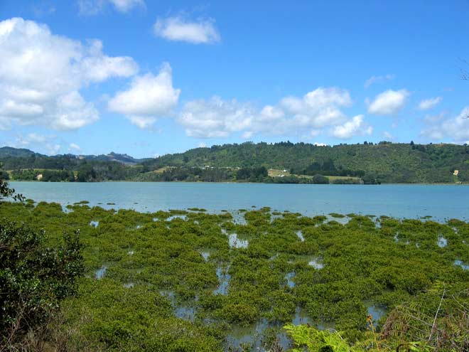 Mangroves, Ōhiwa Harbour 