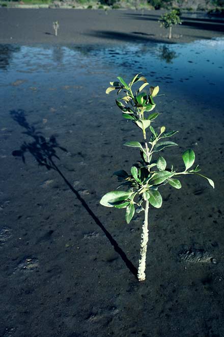Managing mangroves 