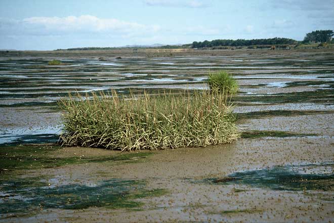 Cordgrass, New River Estuary