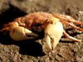 Mud crab at its burrow