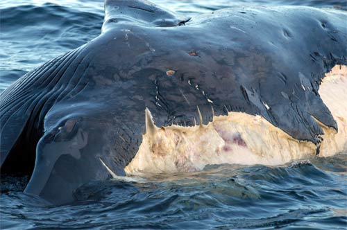 Bryde’s whale attacked by orcas