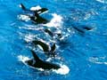 Orcas chasing dusky dolphins