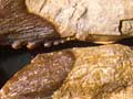 Fossilised teeth 