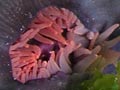 Red sea anemone 