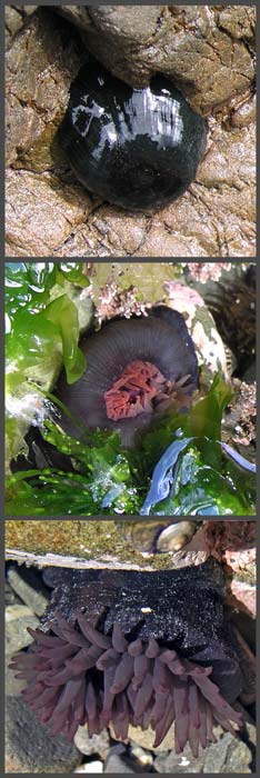 audition Meddele fort Red sea anemone – Corals, anemones and jellyfish – Te Ara Encyclopedia of  New Zealand