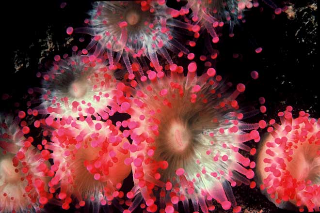 Sea anemones 