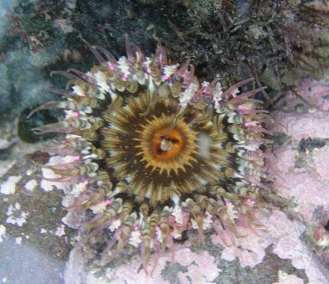 Camouflaged anemone 
