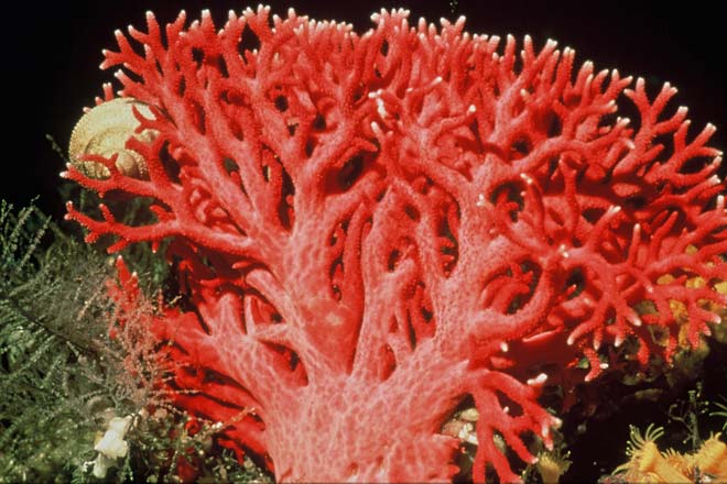 Red coral – anemones and jellyfish – Te Ara New Zealand