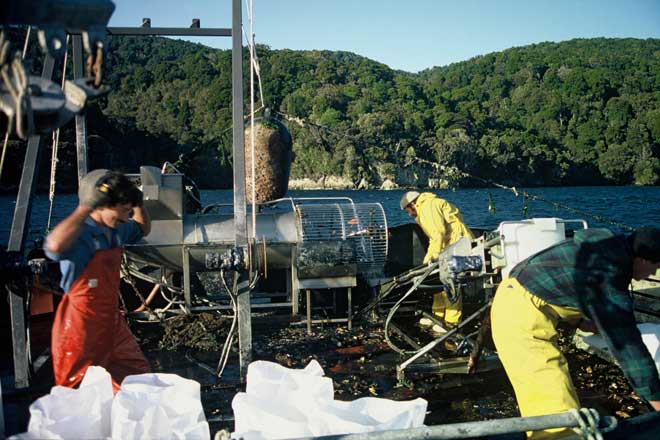 Mussel harvesting 