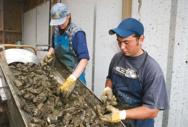 Processing Pacific rock oysters 