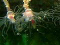 Hydroids feeding