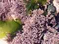 Pink paint and coralline seaweeds