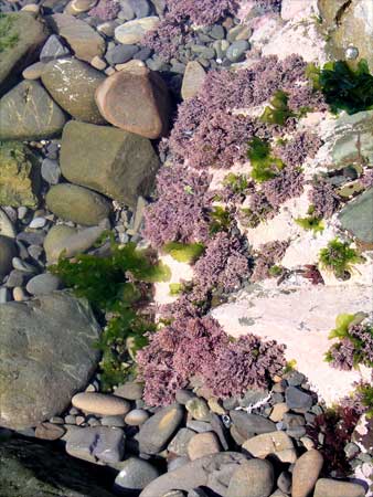 Pink paint and coralline seaweeds