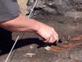 Excavating a midden, Watsons Beach