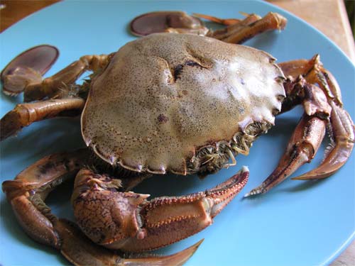 Paddle crab ready for eating