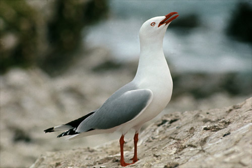 Red-billed gull