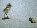 Baby dotterel 