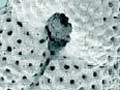 Some common foraminifera 