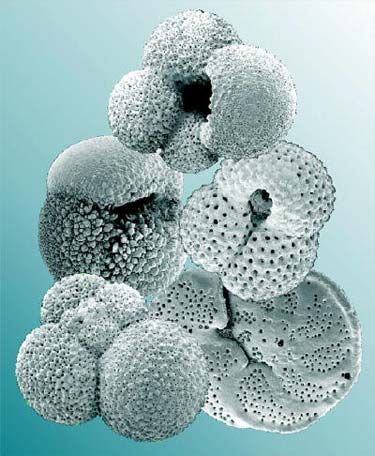 Some common foraminifera 