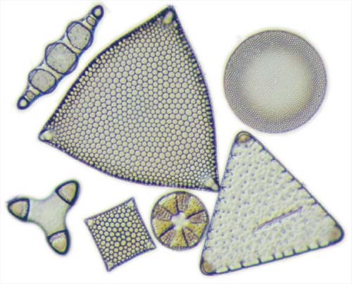 Marine diatoms