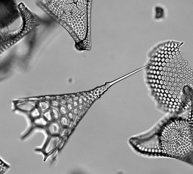 Radiolarian fossils