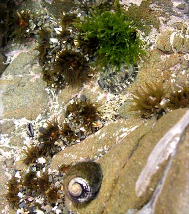 Green sea anemone 