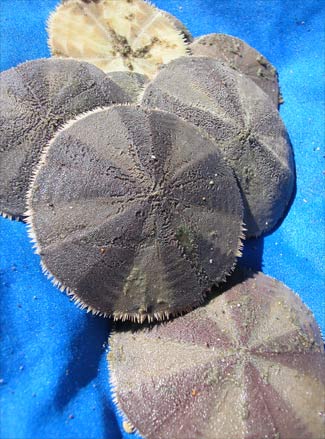 Sand dollars