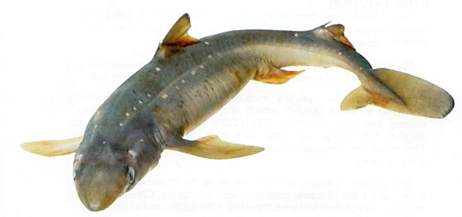 Spiny dogfish