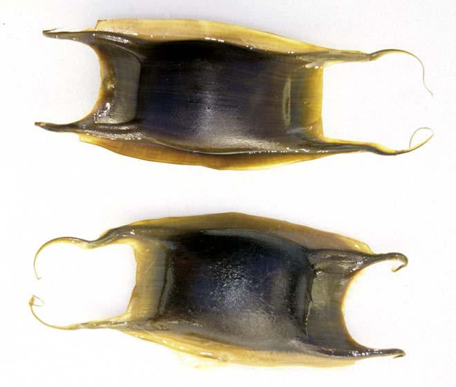 Skate egg cases