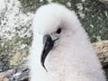 Buller’s albatross chick