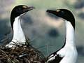 King shags building nests