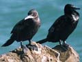 Shags on a rock roost