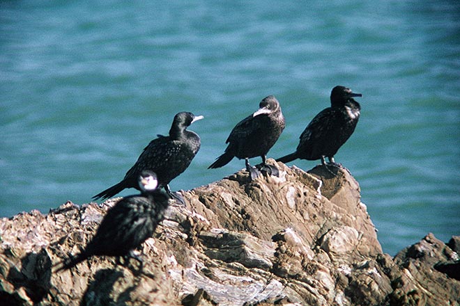 Shags on a rock roost