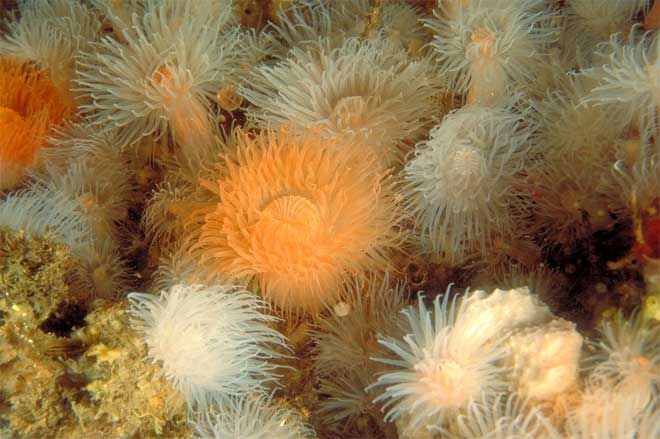 An anemone cluster 
