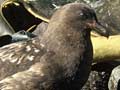 Subantarctic skua