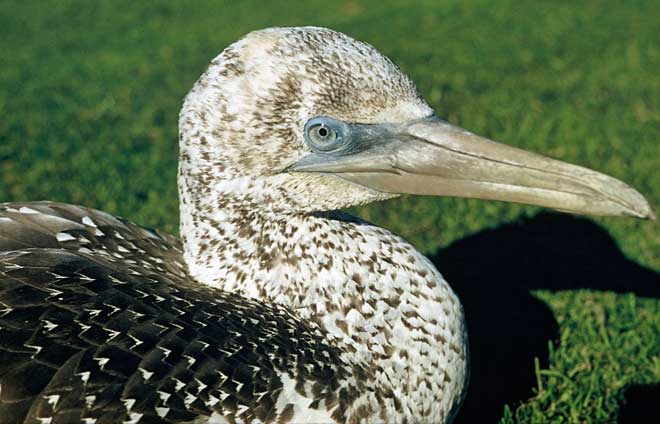 Juvenile gannet