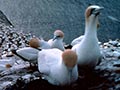 Cape Kidnappers colony