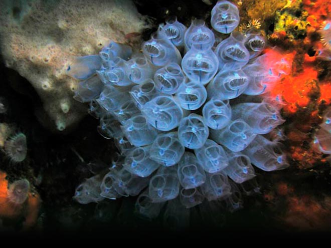 Bluebell sea squirts 