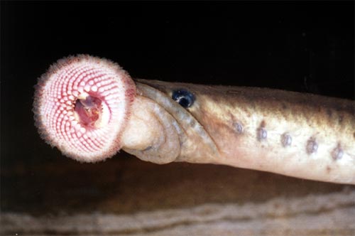 Lamprey 