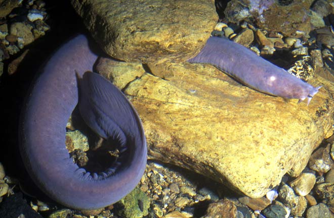Hagfish – Marine animals without backbones – Te Ara Encyclopedia of New  Zealand