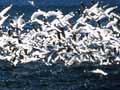Gulls feeding at sea 
