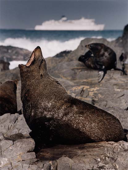 Male New Zealand fur seal