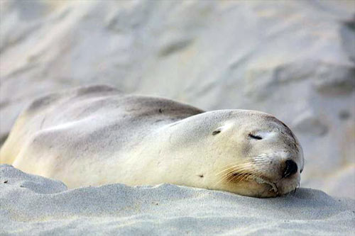 Female sea lion 