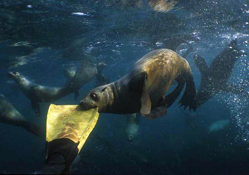 Seal biting a flipper