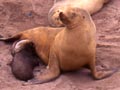 Female sea lions with pups