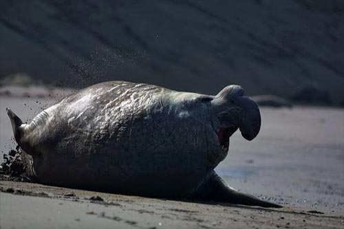 Male southern elephant seal