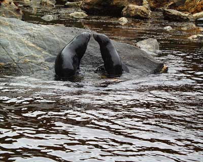 Seals at Luncheon Cove, Dusky Sound