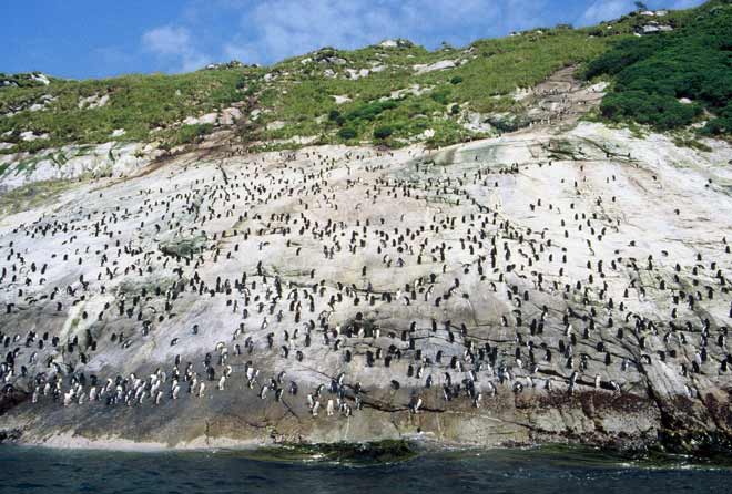 Penguin Slope, Snares Islands/Tini Heke